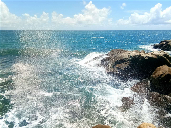 探寻海湾秘境：雨林生态最新脉动与变迁纪实